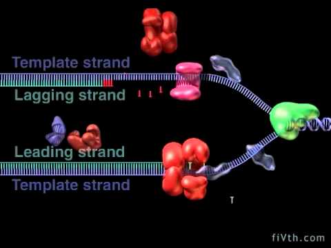 animation of dna replication